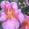 annaclair_p